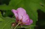 Purpleflowering raspberry